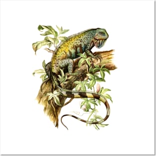 Vintage Iguana Illustration Posters and Art